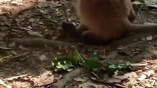 baby monkey beaten