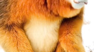 what type is this?
