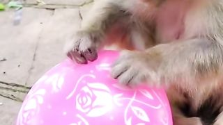 monkey playing with balloon shocked to explode
