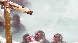 monkeys enjoy soaking in warm water