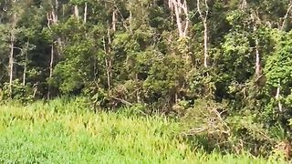 scary jump from the height of the monkeys