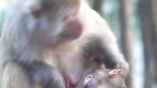the monkey child sulked