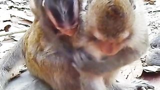 The baby monkey cries and is not given milk by its mother
