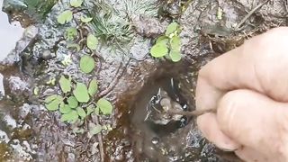 An energy-consuming attraction - baboon eel fishing