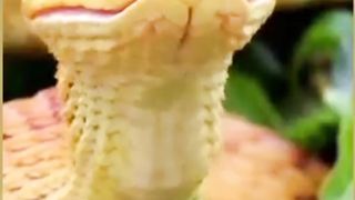 Video36