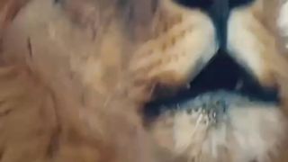 Video37