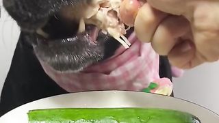 Dog eat part1