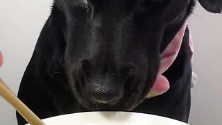 Dog eat part 2