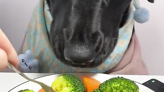 Dog eat part 3