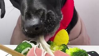 Dog eat part 4