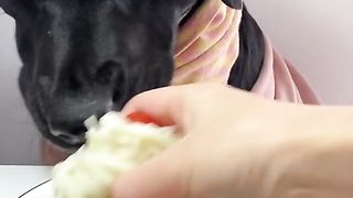Dog eat part 6