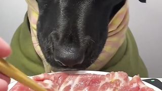 Dog eat part 7