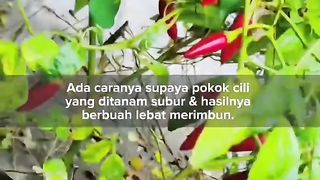 Tips Tanam Cili