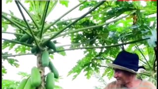 Lets plant papaya