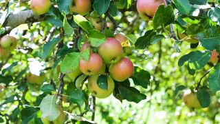 An apple a day keeps the doctor away