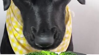 Dog eat do cute par1