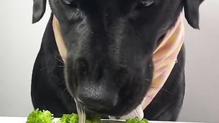 Dog eat do cute par2