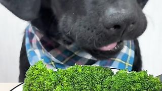 Dog eat do cute part3
