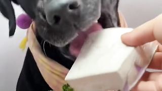 Dog eat do cute part 4