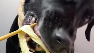 Dog eat do cute part 5
