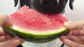 Dog eat do cute part 6