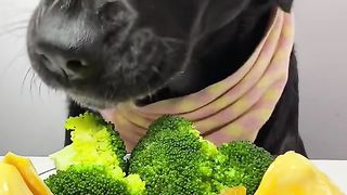 Dog eat do cute part 7