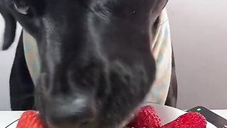 Dog eat do cute part 8