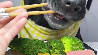 Dog eat do cute part9