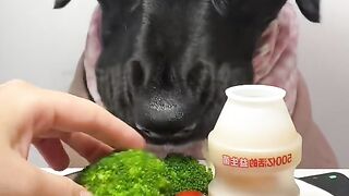 Dog eat do cute part 10