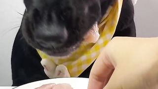 Dog eat so cute 2