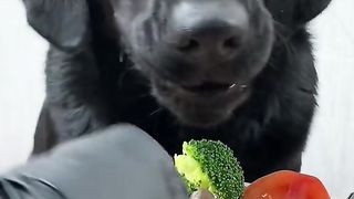 Dog eat so cute 7