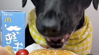 Dog eat so cute 8