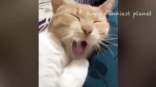 Funny Dogs And Cats Videos 2024 ???? - Best Funniest Animal Videos Of The week #7