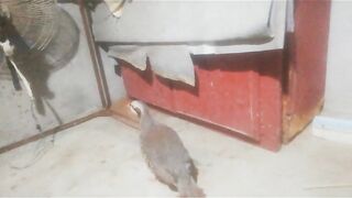 Vhjkk