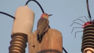 Bird #funny #comedy