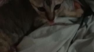 Meow meow so cute
