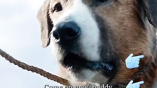 Buck is a human loyal friend