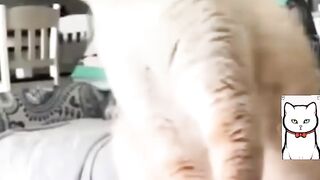cute cat behavior