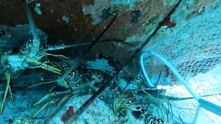 I don't know what impressed me more, the guy lifting the stone alone or the other guy managing to capitulate all the lobsters   .