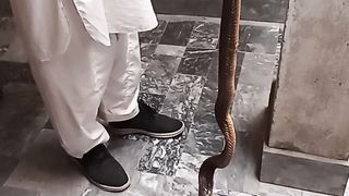 کوبرا  سانپ -- COBRA  SNAKE