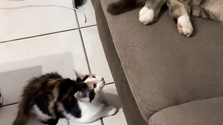 Quand un chaton essaye de prendre le dessus sur un chat adulte ????￼ #chat #chaton #catlover #cats