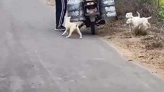 Human