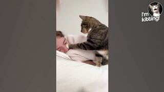 These Cats Speak English Better Than Hooman.