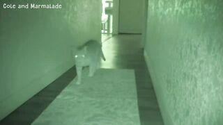What Cats Do At Night part 5