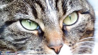 Без Кота и Жизнь не Та! 5 Причин, Почему в Вашей Жизни Появилась Кошка ¤ НЕОБЫЧА