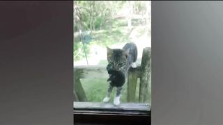Когда КОТ привёл домой необычного друга.