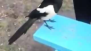 Говорящая сорока