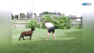 БАРАНЫ И КОЗЛЫ АТАКУЮТ! ПРИКОЛЫ С БАРАНАМИ СМЕШНЫЕ КОЗЛЫ