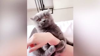 Язык и психология кота_ что он думает о нас