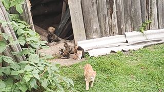 Армия котят!